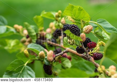 Mulberry Berries On The Branches. The Berries Of The Mulberry Tree. The Berries Look Like Scary Cate