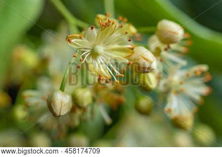Linden Yellow Blossom Of Tilia Cordata Tree Small-leaved Lime, Little Leaf Linden Flowers Or Small-l