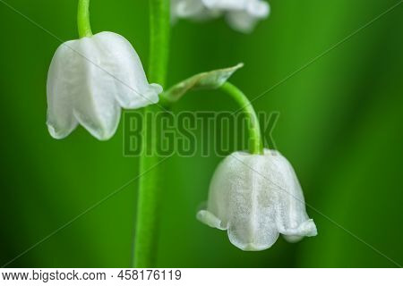 Spring Flower Lily Of The Valley. Lily Of The Valley. Flower Spring Sun White Green Background Horiz