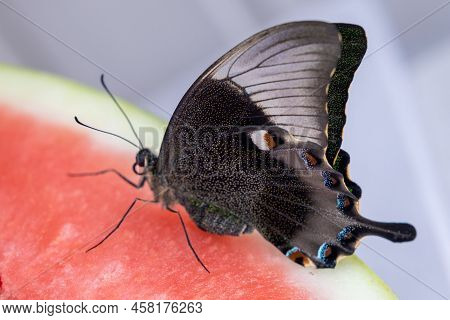 Bright And Juicy Butterfly On A Watermelon. Papilio Palinurus. Side View