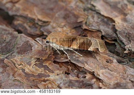 Detailed Closeup On A Broad-bordered, Yellow Underwing Moth, Noctua Fimbriata Sitting On Wood In The