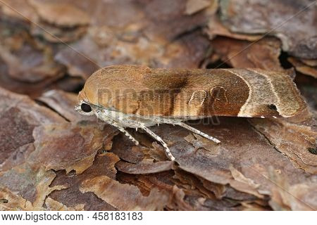 Detailed Closeup On A Broad-bordered, Yellow Underwing Moth, Noctua Fimbriata Sitting On Wood In The