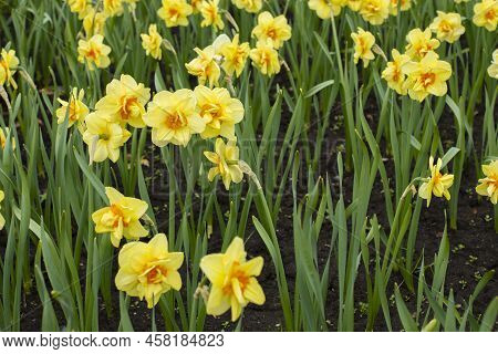A Lot Of Yellow Daffodils With A Large Terry Middle Natural Background