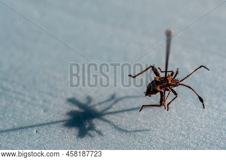 Pinned Macro Of A Squash Bug Nymph In An Insect Entomology Collection
