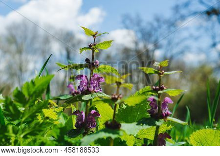 Purple Flowers Of The Plant Lamium In The Meadow On A Blurred Background. Lamium Cannon On Blurred N