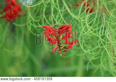 Crocosmia Or Monbretia Flowering Plants With Delightful Vivid Orange Blooms