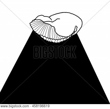 Big Shell And Black Light. Vector, Illustration.