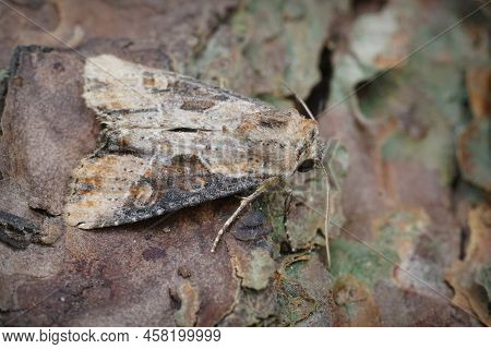Dorsal Closeup On The Double Lobed Moth, Apamea Ophiogramma In The Garden