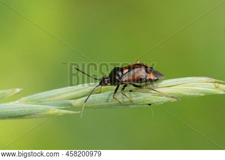 Closeup On The Red Spotted Mirid Bug, Deraeocoris Ruber, Sitting On A Straw Of Grass In The Garden