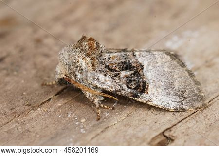 Detailed Closeup On The Nut-tree Tussock Moth, Colocasia Coryli Sitting On Wood