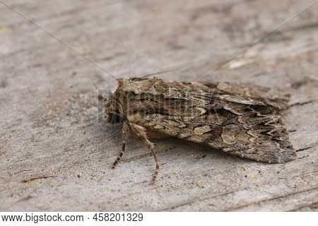 Closeup On The Dark Arches Owlet Moth, Apamea Monoglypha, Sitting On Wood In The Garden