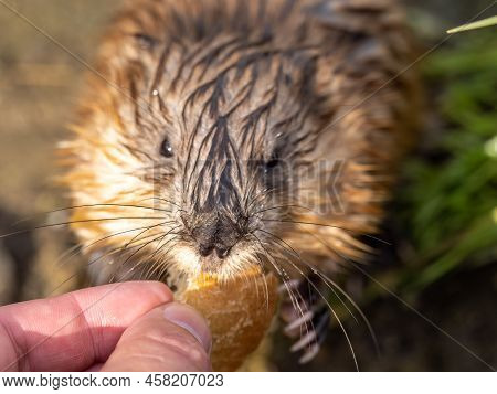 Muskrat, Ondatra Zibethicuseats, Eats Bread From Human Hand.
