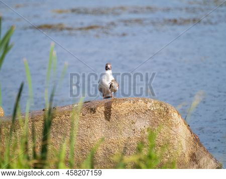 Common Sandpiper, Actitis Hypoleucos, Resting Lake Shore Under Raindrops.
