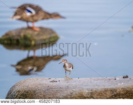 Common Sandpiper, Actitis Hypoleucos, Resting Lake Shore Under Raindrops. The Common Sandpiper, Acti