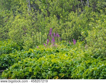 Flowers Of Fireweed, Chamaenerion Angostifolium On A Sunny Summer Day. Chamaenerion Angustifolium - 