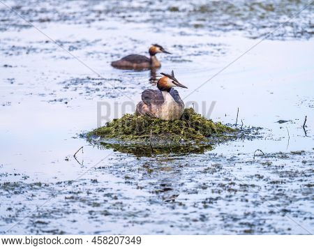 Great Crested Grebe, Podiceps Cristatus, Water Bird Sitting On The Nest, Nesting Time On The Green L