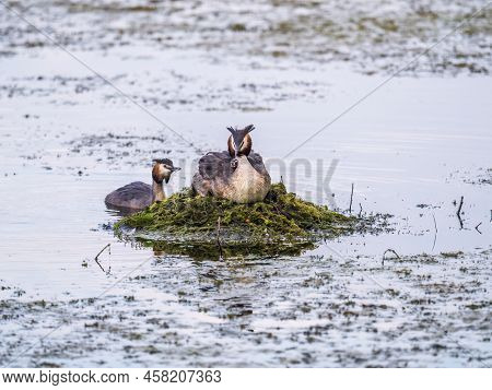 Great Crested Grebe, Podiceps Cristatus, Water Bird Sitting On The Nest, And One Of Its Cute Babies
