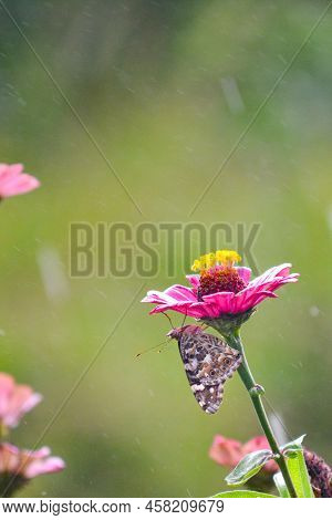 a butterfly sheltering under a zinnia flower.