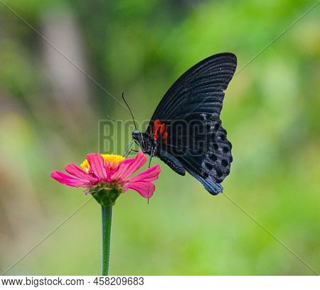 Black butterfly sitting on a zinnia flower