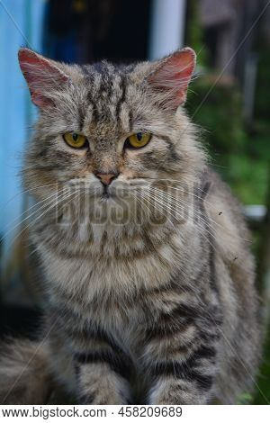 Cute Persian Cat Sitting On The Wall From The Front View