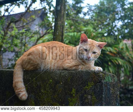 Ginger Tabby Cat Sitting On A Wall, Soft Selective Focus