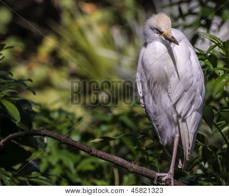 Garça-branca (egretta Thula)