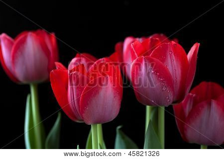 Czerwony tulipan