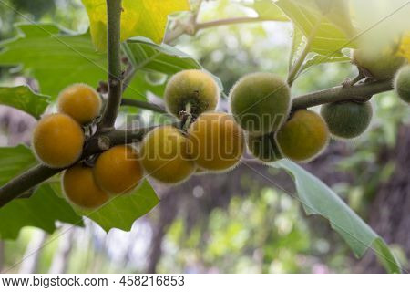 Hairy-fruited Eggplant, Solanum Ferox Or Solanum Stramonifolium On Tree With Sunlight In The Garden 