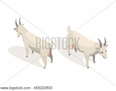 Farm Animal Isometric. Domestic Animal In 3d Flat Back And Front View. Cute Game Character Of Goat. 