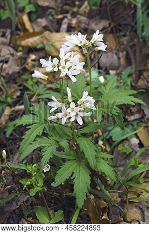 Cutleaf Toothcup (cardamine Concatenata). Called Cutleaved Toothwort, Crow's Toes, Pepper Root And P
