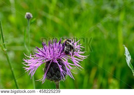 Bumblebee On Purple Thistle In Swedish Nature