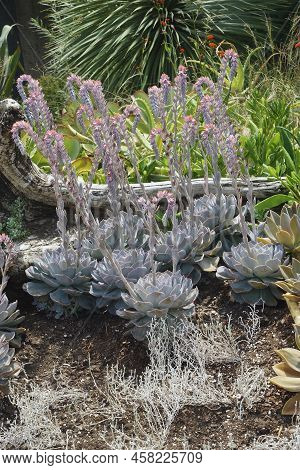 Runyonii Echeveria Plants In Blossom (echeveria Runyonii)
