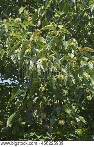 Happy Tree (camptotheca Acuminata). Called Cancer Tree And Tree Of Life Also