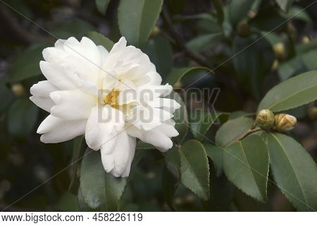 Winter's Waterlily Camellia (camellia 'winter's Waterlily'). Hybrid Between Camellia Sasanqua And Ca