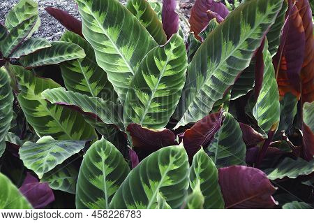 Peacock Plant (calathea Makoyana). Called Cathedral Windows Also