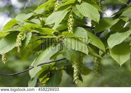 Bigleaf Hornbeam (carpinus Cordata). Called Heartleaf Hornbeam Also