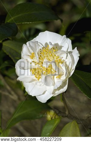 Cream Puff Fragrant Camellia (camellia Japonica 'cream Puff')