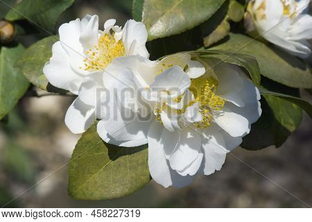 Cream Puff Fragrant Camellia (camellia Japonica 'cream Puff')