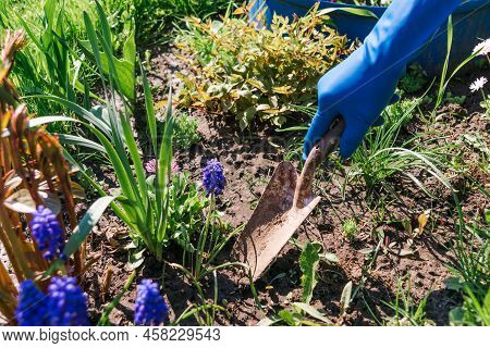 Hand Seedling Flowers Into The Black Soil. Planted Flowerets In The Garden. Garden Shovel Near The F
