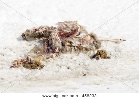 鹿の死体