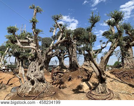 Old Fantastic Bizarre Olive Trees In The Zimrat Moshav In Southern Israel