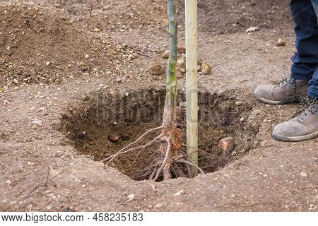 Planting And Staking A Bare Root Tree In A Hole In A Uk Garden. Chanticleer Ornamental Pear Standard
