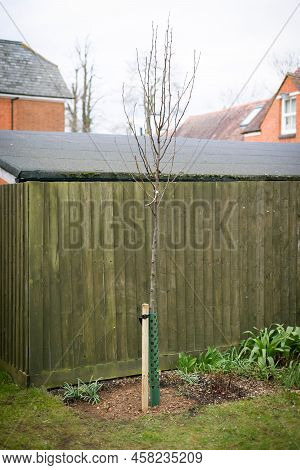 Planting Tree In Uk Garden In Winter. Chanticleer Ornamental Pear With Stake And Tree Guard