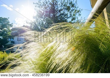 Green Grass With German Houses In Background - Clear Summer Day