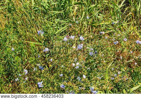 Blooming Chicory, Common Chicory (cichorium Intybus). Honey Plant (nectar And Pollen). Coffee Substi