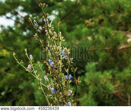 Blooming Chicory, Common Chicory (cichorium Intybus). Honey Plant (nectar And Pollen). Coffee Substi