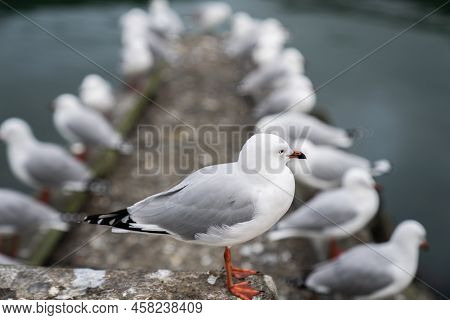 Seagull On Pier At Picton, New Zealand.
