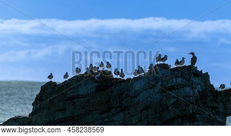 Birds On A Off-shore Rock In Silhouette On Kaikoura Foreshore.