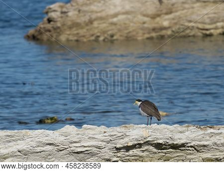 Spur Winged Plover On Foreshore Rock At Kaikoura.