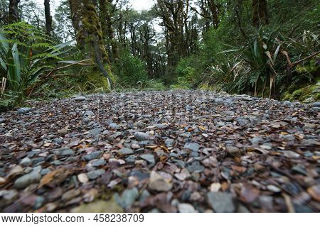 Stone Or Shingle Path Through Luxuriant New Zealand Rainforest In South Island.